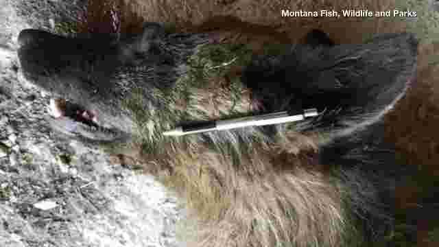 Crypto-canid or wolfdog? Mysterious wolf-like animal killed in Montana 1