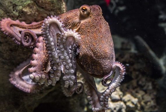 New Research on the Theory that Octopuses are Aliens 5