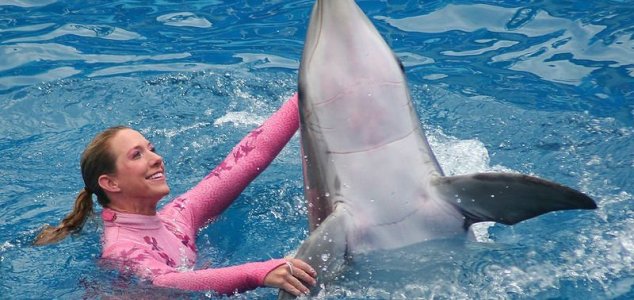 Scientists try to measure dolphin 'happiness' 1