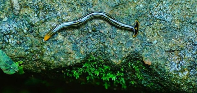 Giant predatory worms have invaded France 9