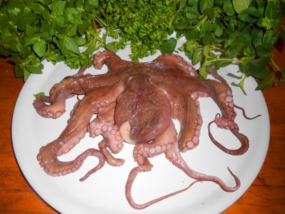 New Research on the Theory that Octopuses are Aliens 7