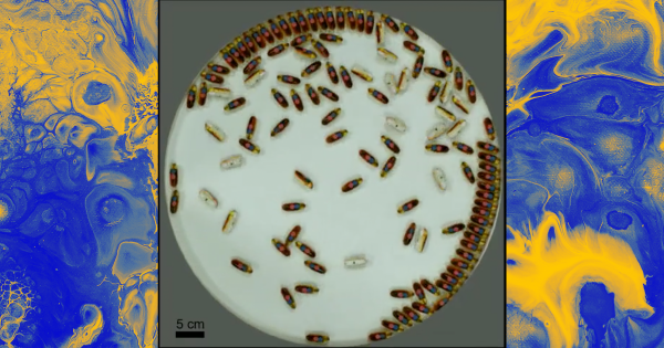 Cute, Brainless, Self-Propelled Robots Could Someday Move Around Inside Animals 11