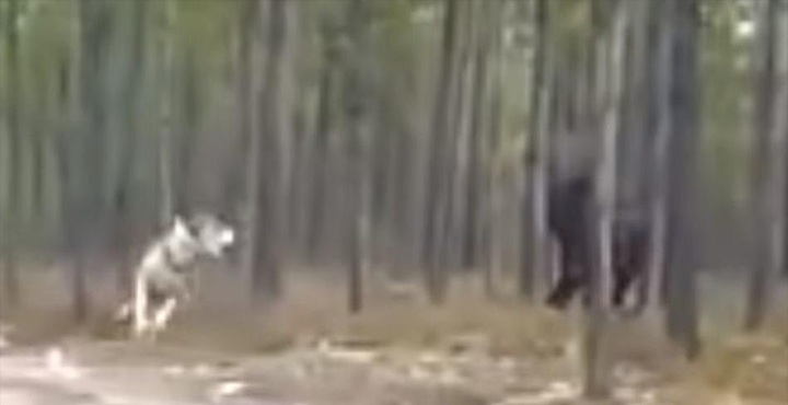 Massive Black 'Dire Wolf' Chases Dog - Who created this HUGE Creature? 15