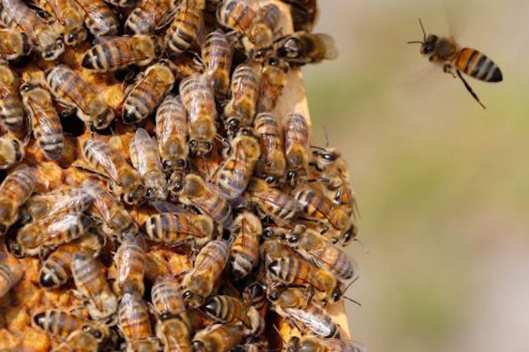 EU Approves ‘Historic’ Ban on Bee Killing Pesticides 1