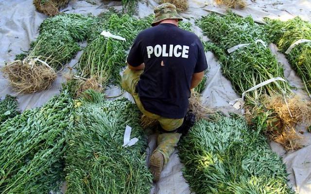 Why Has Marijuana Been Outlawed? The Real Reasons Are Worse Than You Think… 13