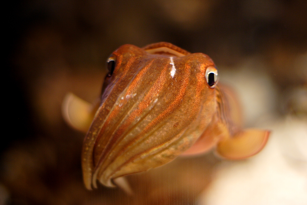 'Octo-Mum': Woman 'Becomes Pregnant In The Mouth' With Baby Squid 1