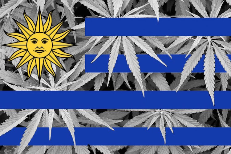 First Nation to Legalize Marijuana Can’t Keep Up with Demand 7