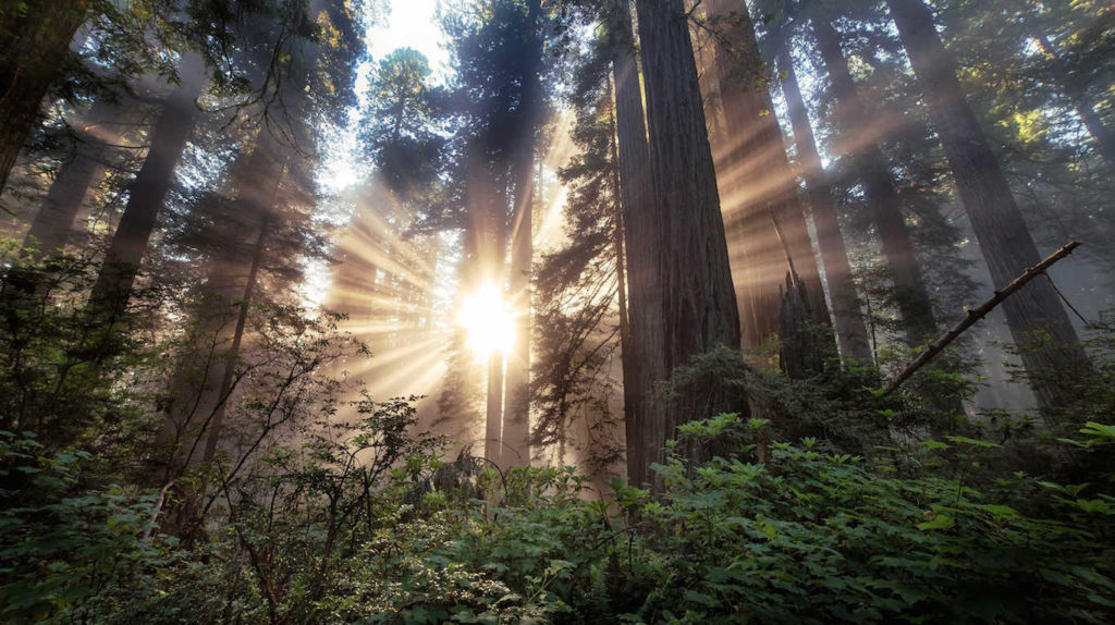 Mysterious disappearances in Humboldt County, California 14