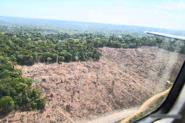 The world lost an area of tropical forest the size of Bangladesh in 2017 25