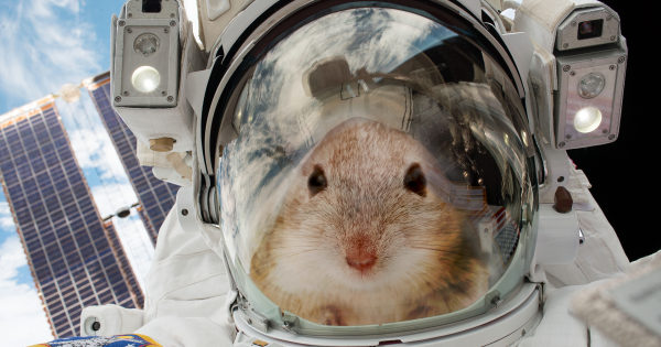 20 Mice Are Going to Space To Help Us Figure out How to Survive on Mars 7