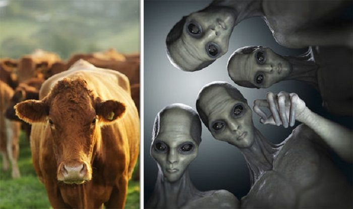 Aliens blamed for spate of cow mutilations in Argentina after 'strange lights' seen in sky 1