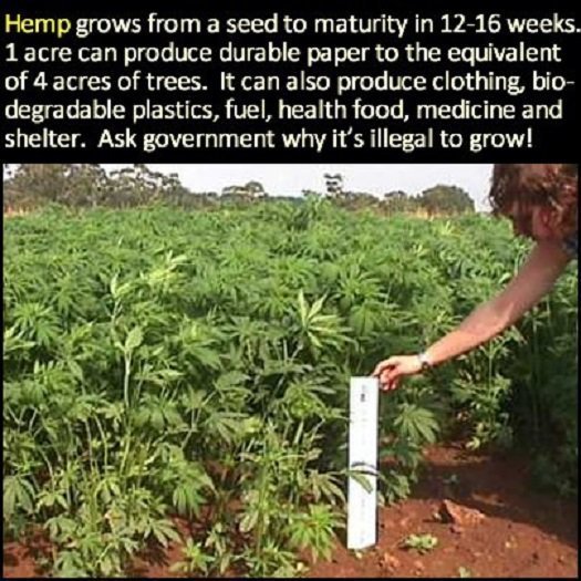 Hemp Could Change The World But It’s Suppressed By Powerful Corporations 4