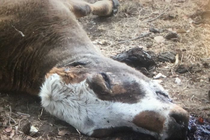 Photos show unexplained cattle mutilation in Australia - Dead cows found in paddock with udders, ears and tongues removed 1