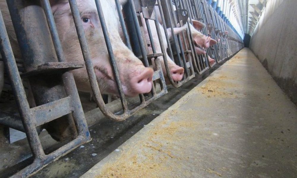 Startup Giant Invests To Shut Down Factory Farms 1