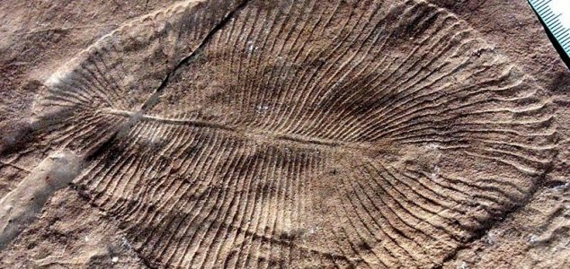 Dickinsonia is world's oldest known animal 1