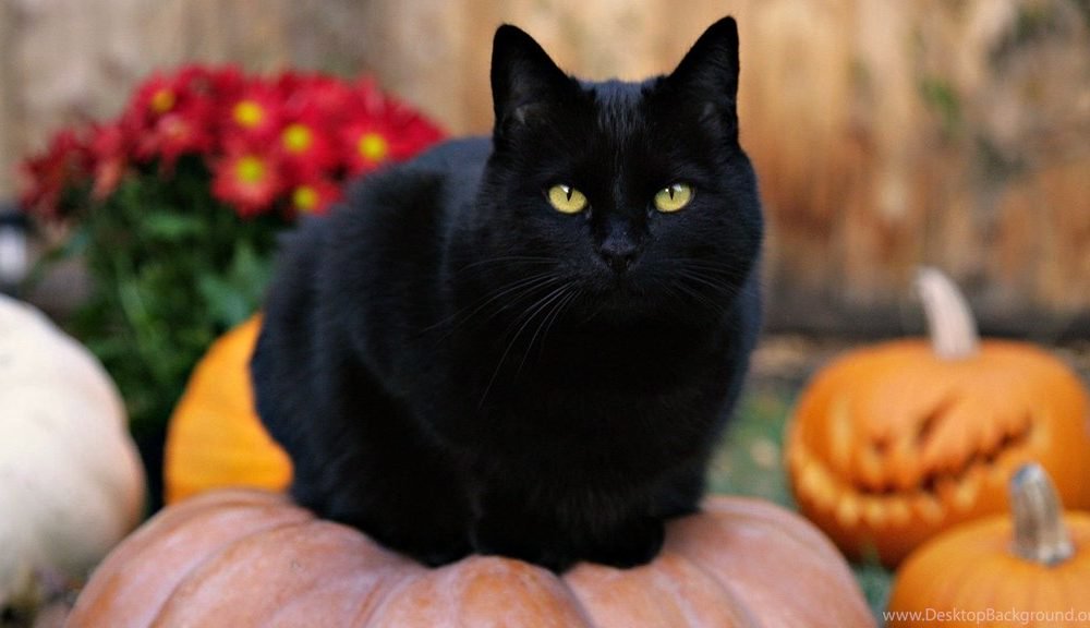 It’s Almost Halloween! Here’s What Black Cats Actually Symbolize 7