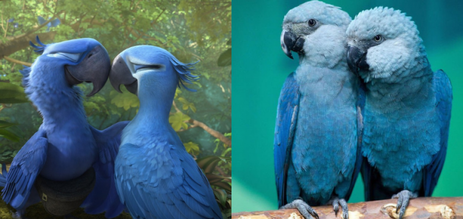 Blue Macaw Parrot Known From The Movie 'Rio' Is Now Officially Extinct 1