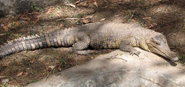 New species of crocodile discovered in Africa 13