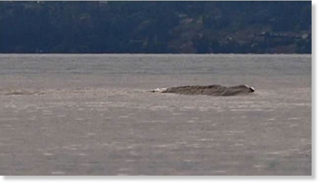 New sightings of Ogopogo - Canada's Loch Ness Monster 31