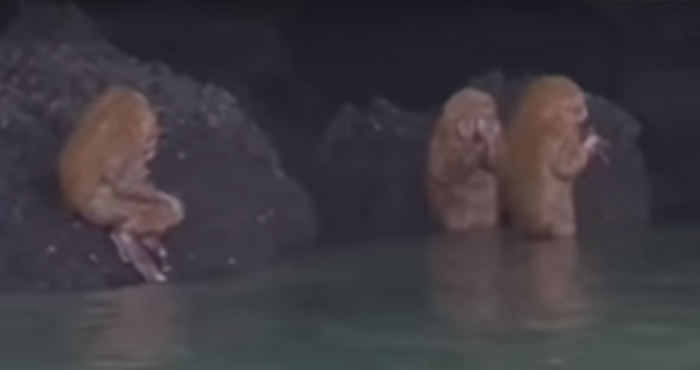 Strange Creatures Caught On Video Near Cave 12