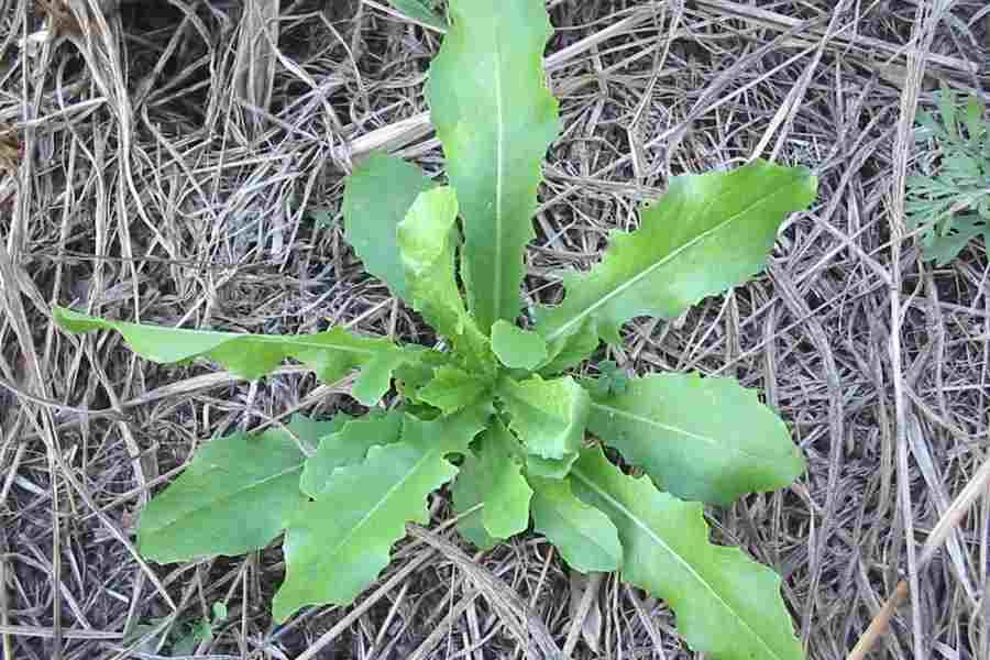 Wild Opium lettuce