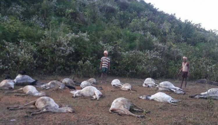 At least 50 cows suddenly drop dead in east coast of India 1