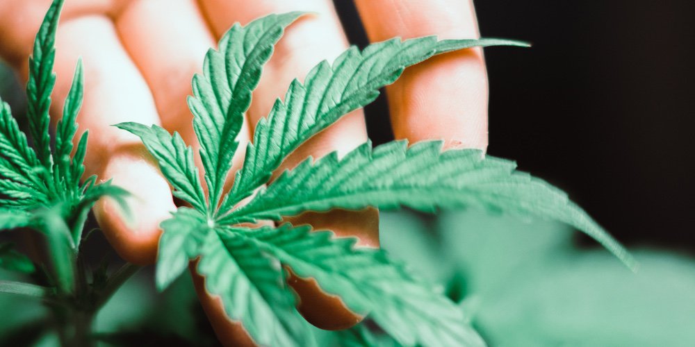 GROUNDBREAKING: Hemp Is Officially Legalized As President Trump Signs The New Farm Bill 33