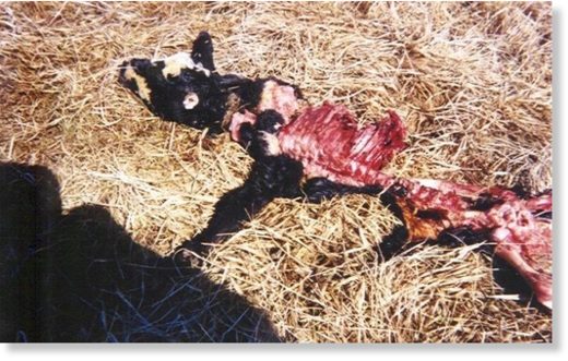 'Hunt for the Skinwalker'- First video released from UFO-obsessed billionaire's haunted ranch 6