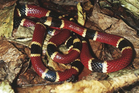 'Snake inside a snake' identified 40 years on 8