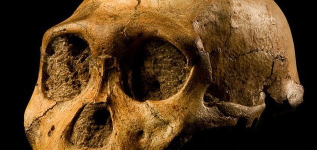 Malapa skeletons are the same hominin species 16