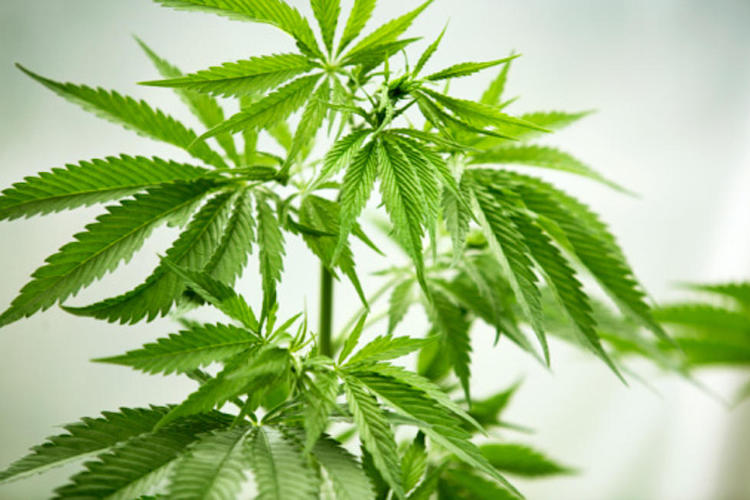 Most U.S. Mayors Support Legalizing Cannabis but Feds Still Say it's as Dangerous as Bath Salts 3