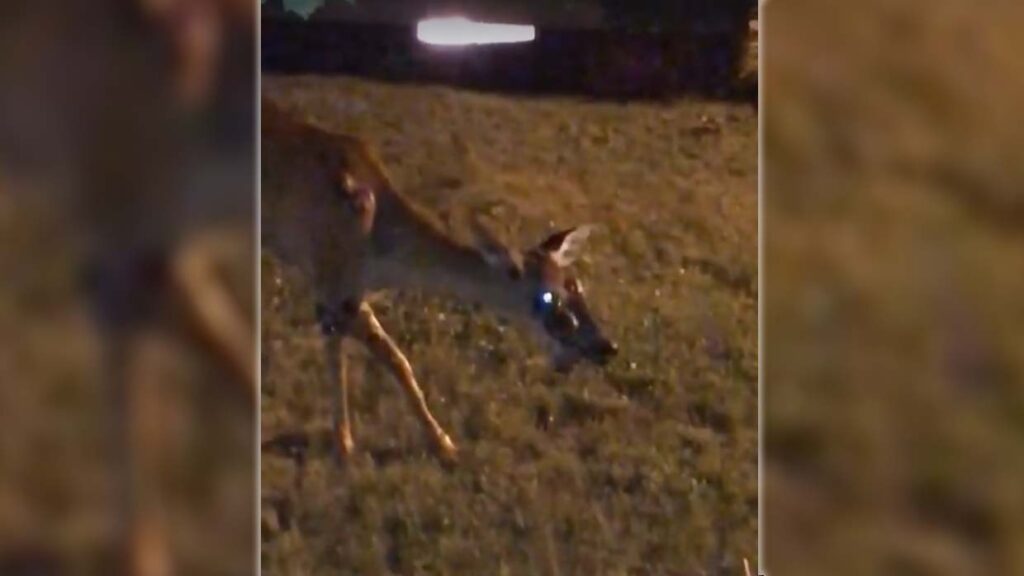 They record a zombie deer in the garden of a house in the United States, will the infection started to humans? 1