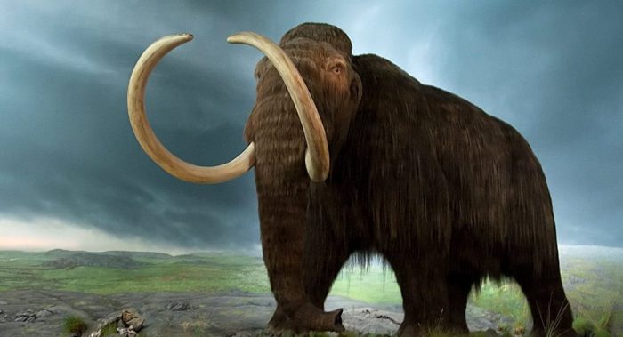 Breakthrough in Cloning of Woolly Mammoth Announced by Scientists  1