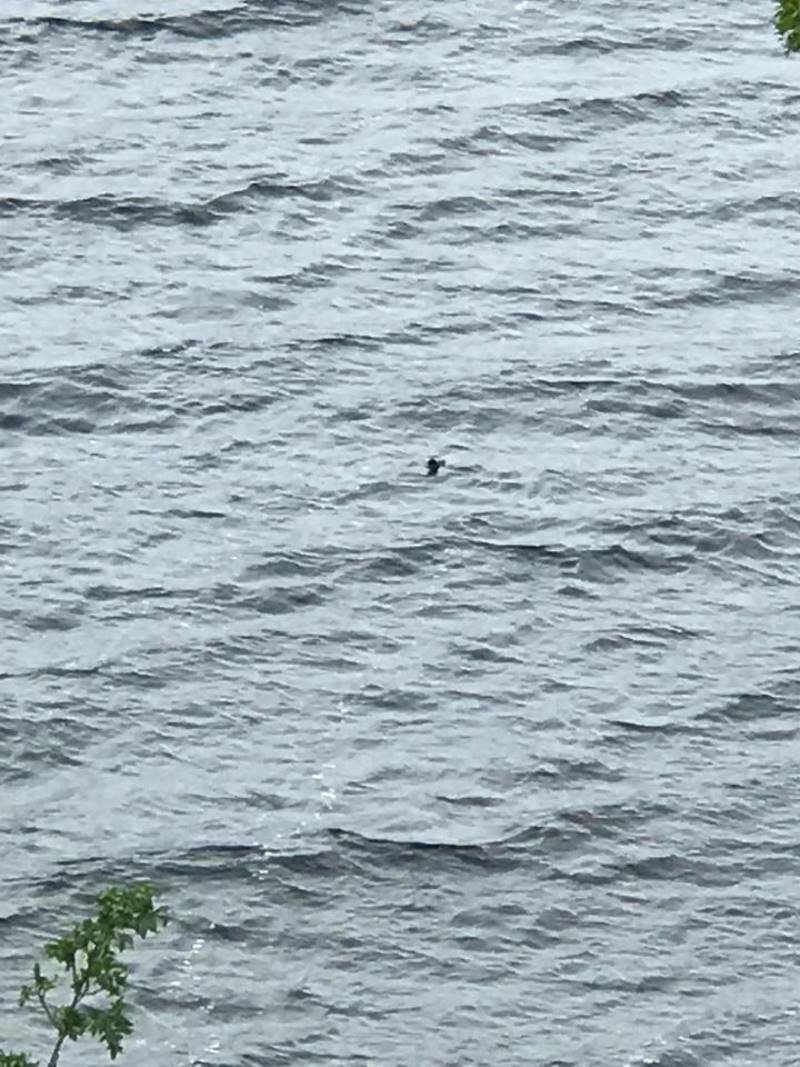 Canadian tourist spots Nessie hours before schoolgirl takes 'best Loch Ness Monster picture for years' 20