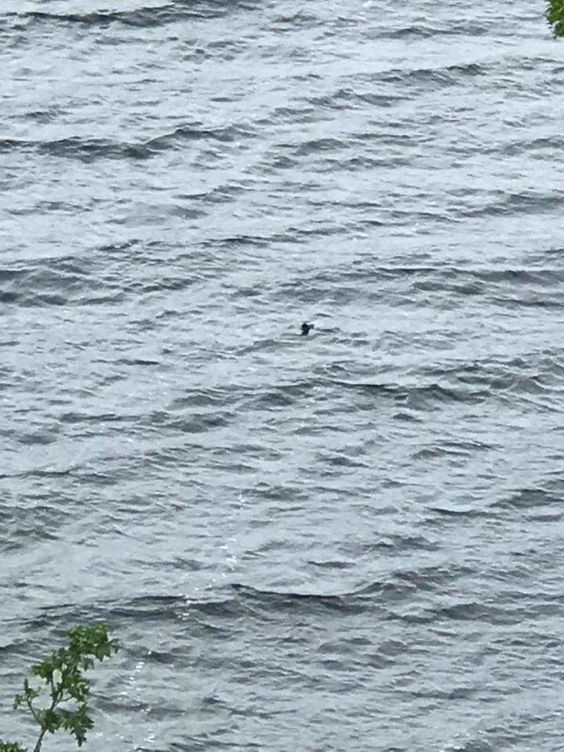 Canadian tourist spots Nessie hours before schoolgirl takes 'best Loch Ness Monster picture for years' 17