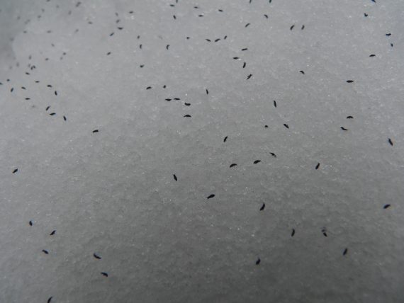 Mysterious and Sinister Black Insects Blanket the Snow in Russian City 6
