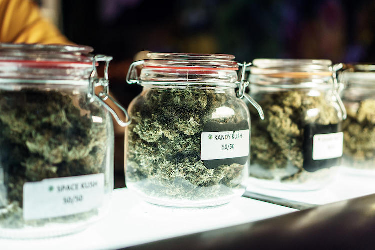 Marijuana is a Lot More Than Just THC 13