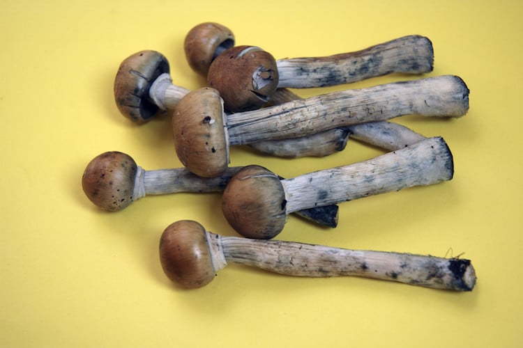 Psilocybin & Magic Mushrooms - The Next Wellness & Legalization Trend After Cannabis? 14