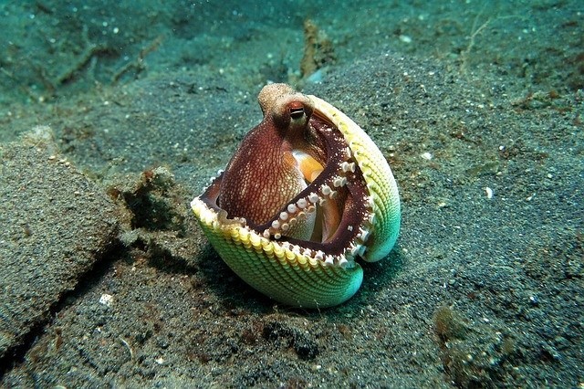 Octopuses Are Believed To Be From Another World 10