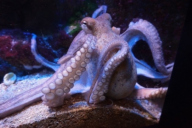 Octopuses Are Believed To Be From Another World 9