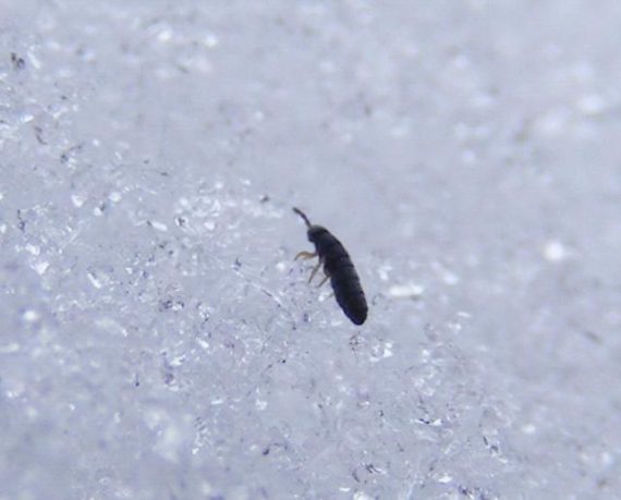 Mysterious and Sinister Black Insects Blanket the Snow in Russian City 7
