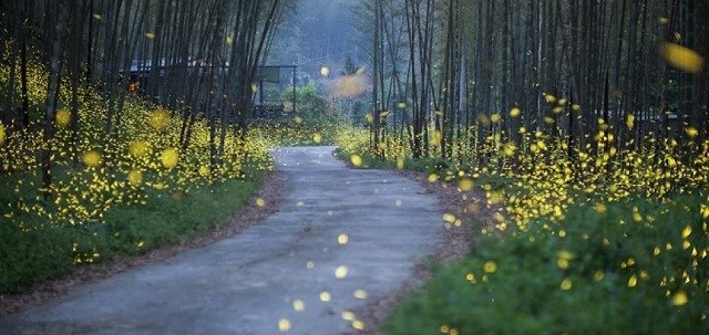 Arrested Pennsylvania Man Fires Gun At Fireflies, Thinking They Were Alien Invaders 4