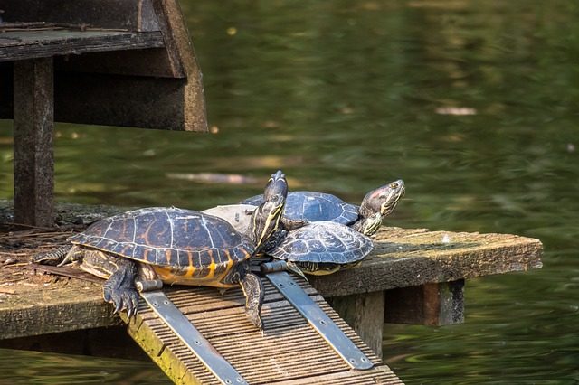 Akron’s ‘Pond Monster’ Versus Ohio’s Many Water Cryptids 1