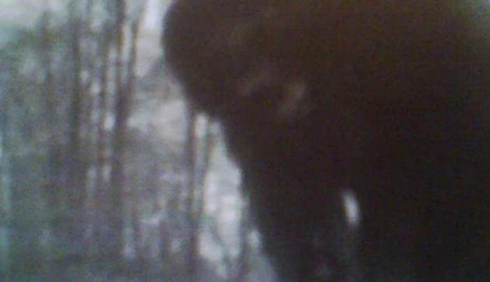 Bigfoot caught on camera trap in northwestern Pennsylvania 21