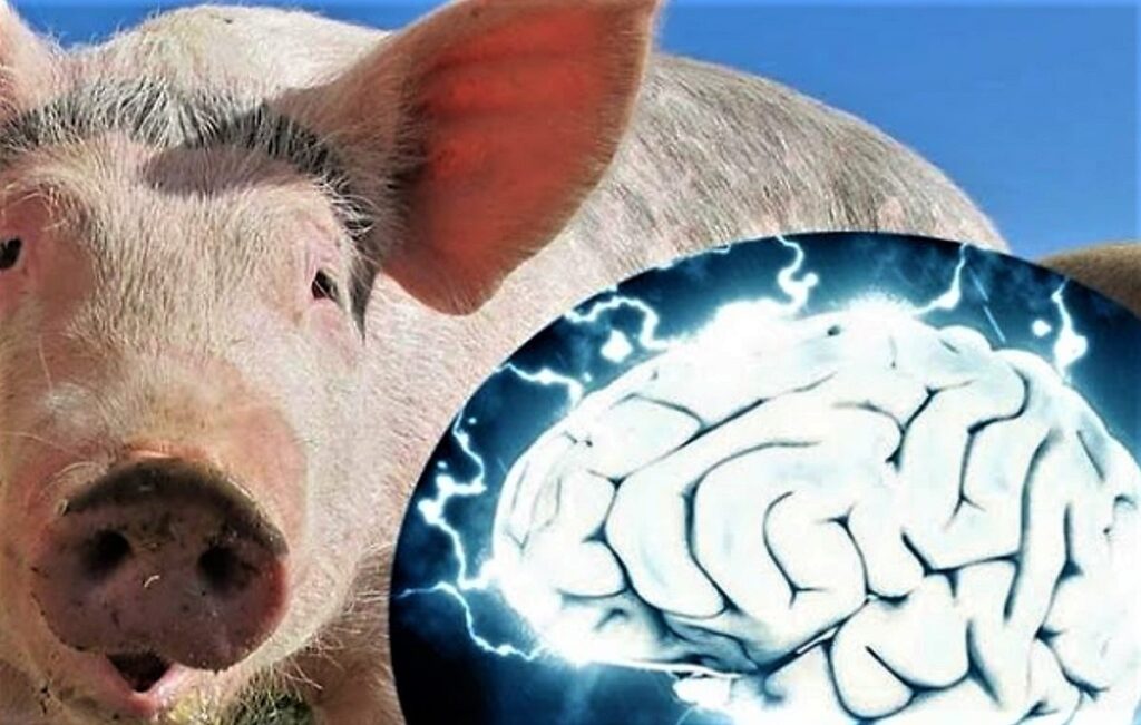 Scientists revived the brains of pigs who died a few hours ago 11