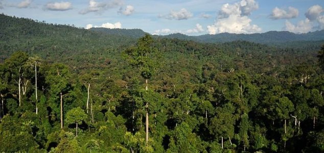 World's tallest tropical tree discovered 1