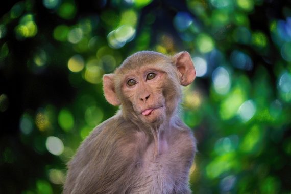 Scientists Put Human Brain Genes in Monkeys and Made Them Smarter 10