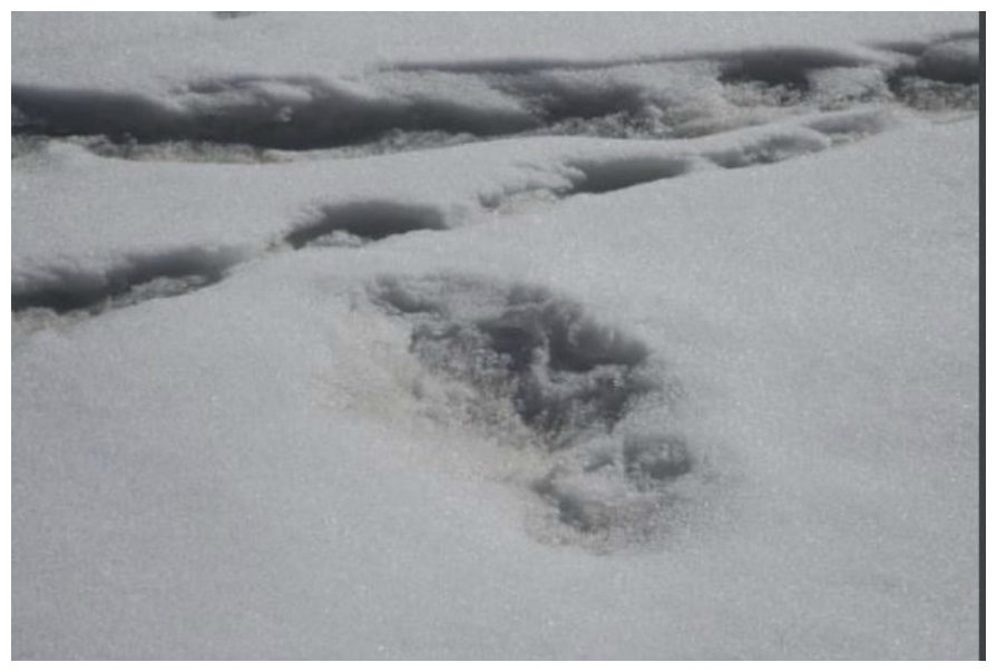 'Yeti' footprint photographed near Nepal Base Camp, says Indian Army 20