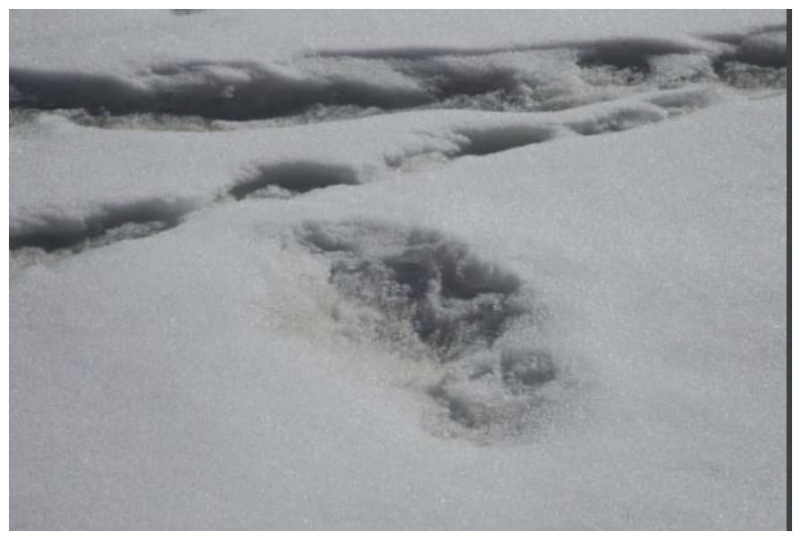 'Yeti' footprint photographed near Nepal Base Camp, says Indian Army 30