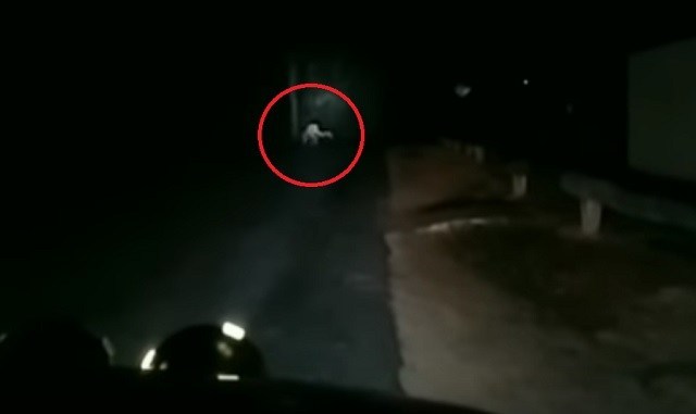 Pale Humanoid Creature Recorded In The Australian Outback 49